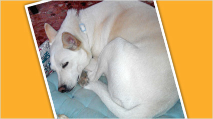 testimonio-scalibor-trndiano-sedawi-jpg