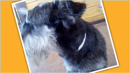 testimonio  Scalibor trndiana Cristina988 