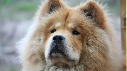 testimonio-scalibor-trndiana-Nubitina-jpg