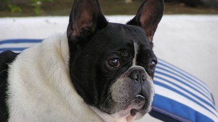 testimonio scalibor trndiana pokecris