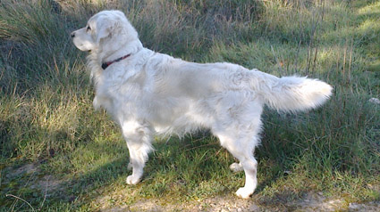 testimonio-scalibor-trndiana-belennavarrocozar-jpg