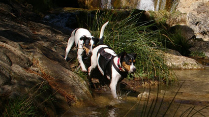 trndiana-CharoGcC-jpg