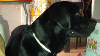 testimonio Scalibor trndiana vinaro