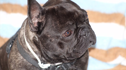 trndiano-Ivanoflebron-jpg