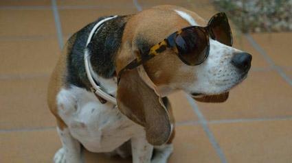 testimonio-scalibor-trndiana-santicory-jpg