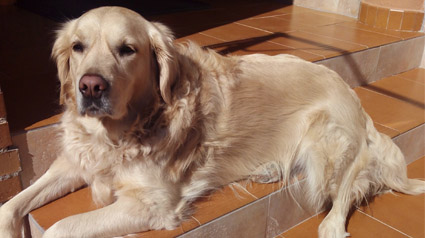 testimono-scalibor-trndiana-Anasanta-jpg