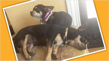 testimonio Scalibor trndiana makulika