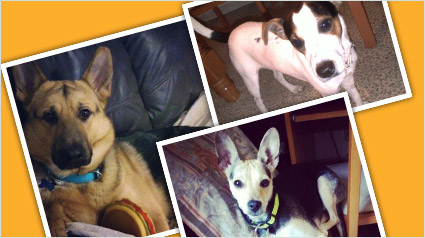 testimonio-scalibor-trndiana-merxita-jpg