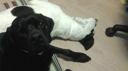 testimono-scalibor-trndiana-epenedo-jpg