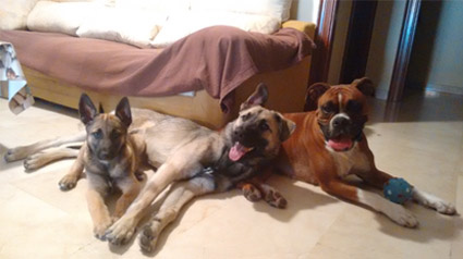 testimono-scalibor-trndiana-Thutreyu-jpg