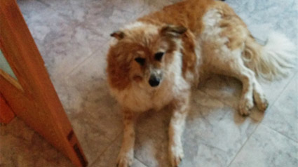 testimono-scalibor-trndiana-whessie-jpg