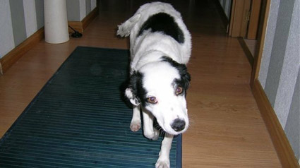 testimonio-scalibor-trndiana-amparitolafantastica-jpg