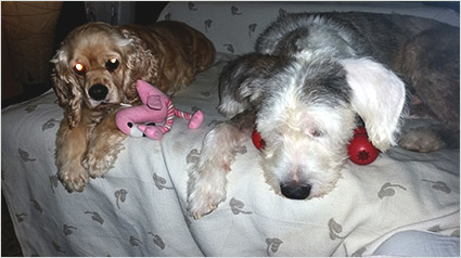 testimonio-scalibor-trndiana-banesak-jpg