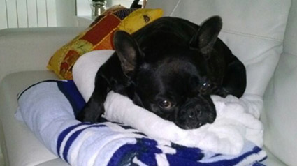 testimono-scalibor-trndiano-jjsiguenzavallejo-jpg