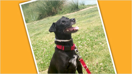 testimonio-scalibor-trndiana-bixu7-jpg