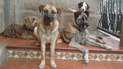 testimonio-scalibor-trndiana-francia-jpg