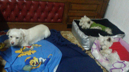 testimonio-scalibor-trndiana-agacio-jpg