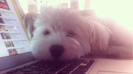 testimono-scalibor-trndiana-Alba511-jpg