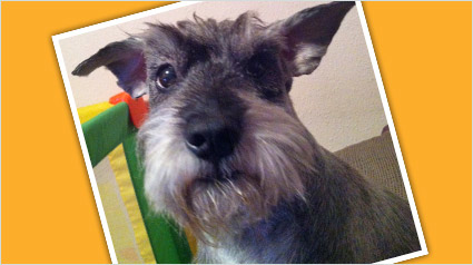 testimonio-scalibor-trndiana-amgarr2003-jpg