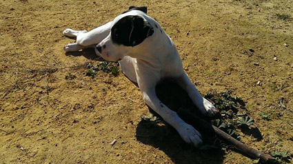 testimonio-scalibor-trndiana-bapis-jpg