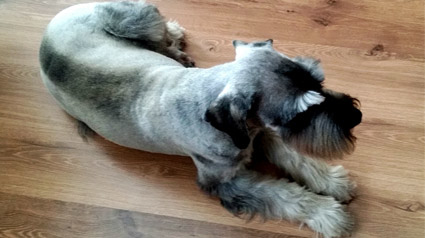 testimonio-scalibor-trndiana-beatriusala-jpg