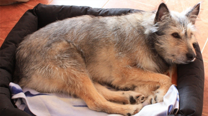 testimonio Scalibor trndiana Carralero