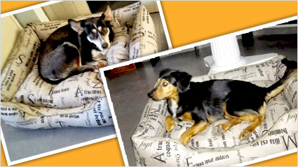 testimonio-scalibor-trndiana-concemon-jpg