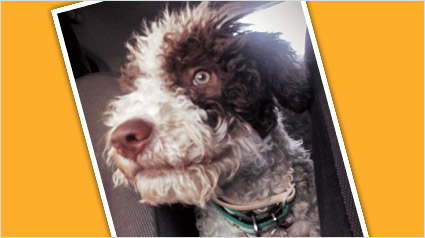 testimonio-scalibor-trndiana-cristi-luna-jpg