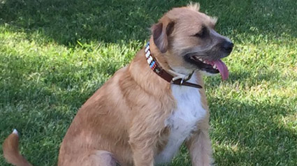 testimonio-scalibor-trndiana-elenalaloba-jpg