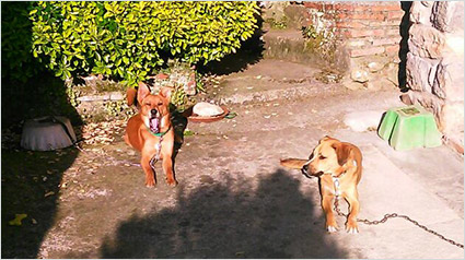 testimonio-scalibor-trndiana-Elenamerchansole-jpg