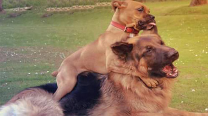 testimonio-scalibor-trndiana-irenemajide-jpg