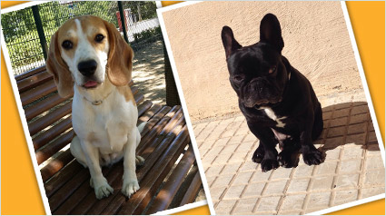 testimonio-scalibor-trndiana-jessica1234-jpg