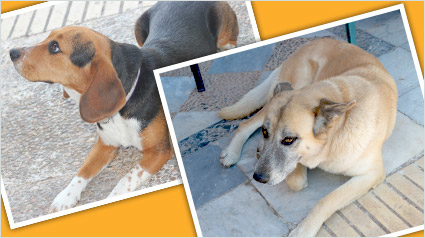 testimonio-scalibor-trndiana-mariac-jpg