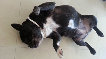 testimono-scalibor-trndiana-munaki-jpg