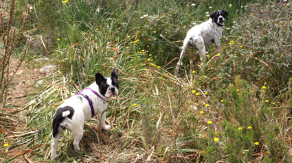 testimonio-scalibor-trndiana-paupereznieto-jpg