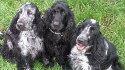 testimonio-scalibor-trndiana-pippigem-jpg