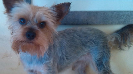 testimonio-scalibor-trndiana-raponchi-jpg