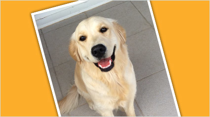 testimonio-scalibor-trndiana-reixelblo-jpg