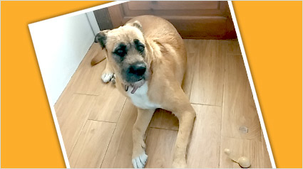 testimonio-scalibor-trndiana-sonyra-jpg