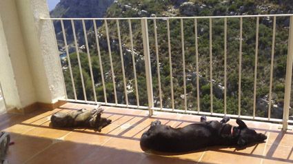 testimonio-scalibor-trndiana-tariuska-jpg