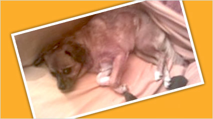 testimonio-scalibor-trndiana-Tinota-jpg