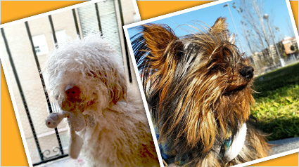 testimonio-scalibor-trndiano-antono-moyano-jpg