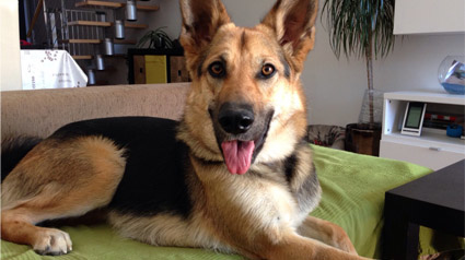 testimonio-scalibor-trndiano-carlos178-jpg