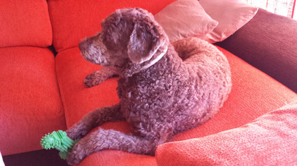 testimonio-scalibor-trndiano-jesmays-jpg