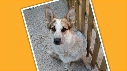 testimonio Scalibor trndiano jmaiques 