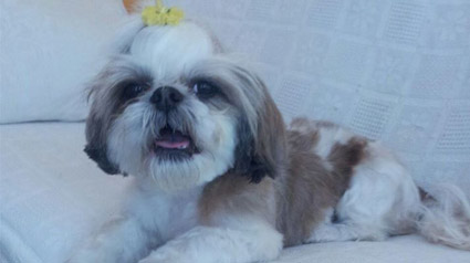 testimonio-scalibor-trndiano-REVOLUTA-jpg