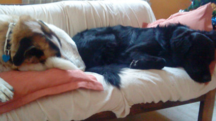 testimono-scalibor-trndiana-beg1971-jpg