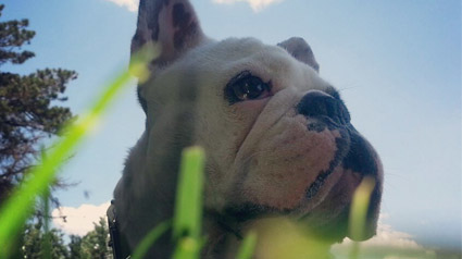 testimonio-scalibor-trndiana-mariamur-jpg