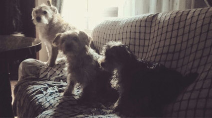 testimonio-scalibor-trndiana-marypepa88-jpg