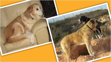 testimonio-scalibor-trndiana-mastines33-jpg